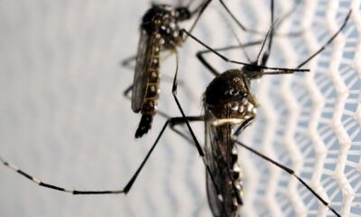 dengue-cresce-no-rio;-cinco-municipios-tem-situacao-epidemica