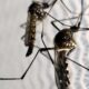 dengue-cresce-no-rio;-cinco-municipios-tem-situacao-epidemica