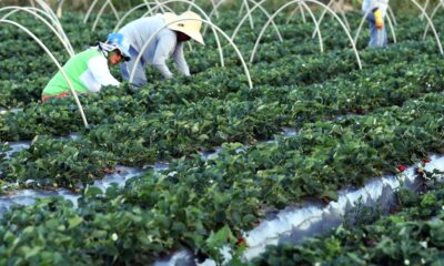 plataforma-do-desenrola-renegociara-dividas-de-agricultores-familiares