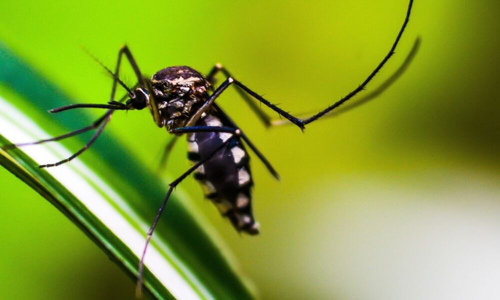 primeiro-na-vacinacao-em-massa-contra-dengue,-dourados-tem-dia-d