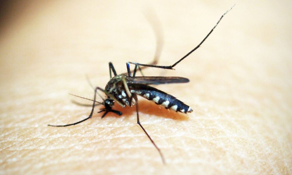 dengue:-80%-dos-hospitais-privados-de-sp-tem-alta-em-internacoes