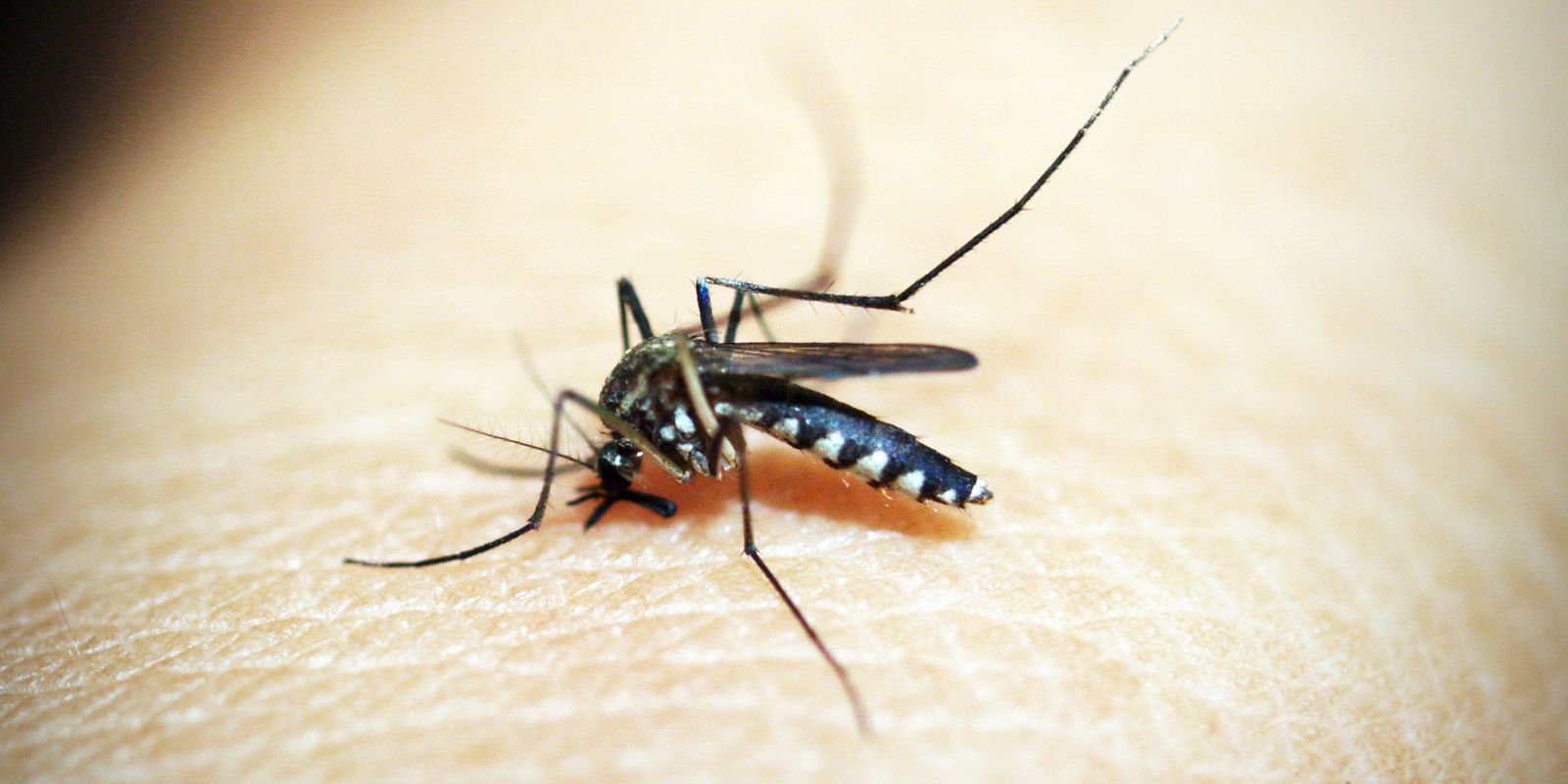 dengue:-80%-dos-hospitais-privados-de-sp-tem-alta-em-internacoes