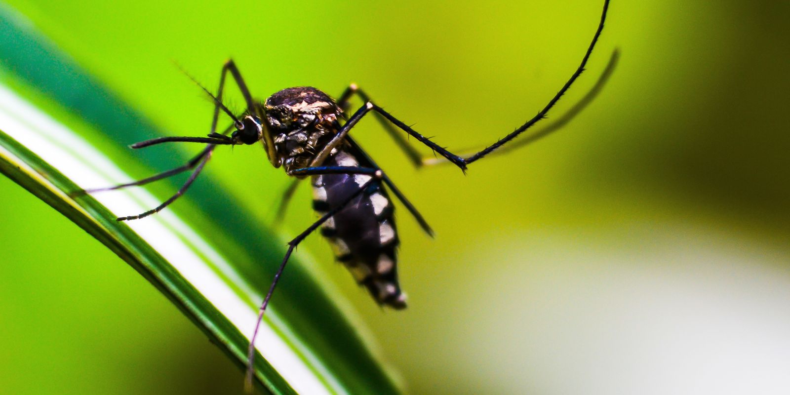 df-ja-pode-ter-ultrapassado-recorde-de-casos-de-dengue,-diz-saude