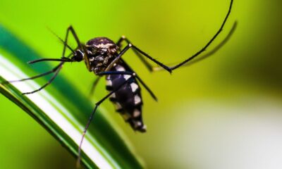 estado-do-rio-de-janeiro-decreta-epidemia-de-dengue