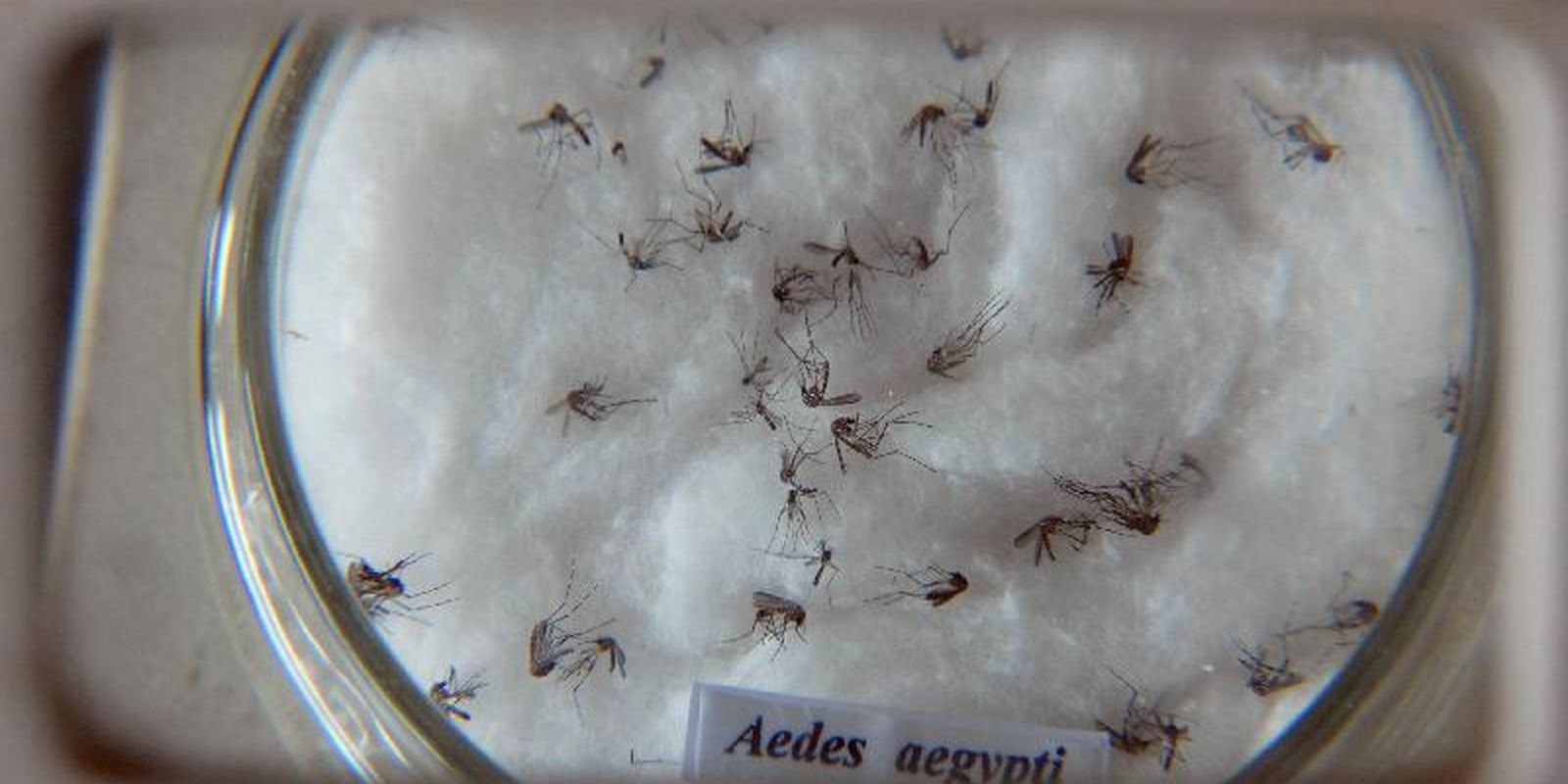 pesquisa-detecta-virus-zika-e-chikungunya-em-ovos-de-mosquitos-aedes