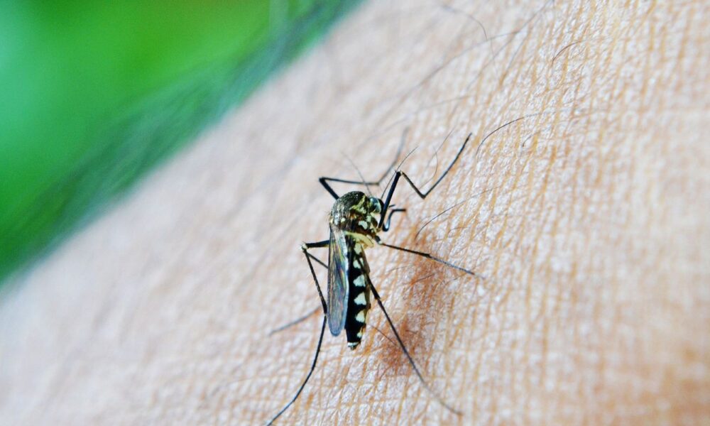 epidemia-de-dengue-faz-natal-decretar-emergencia-em-saude