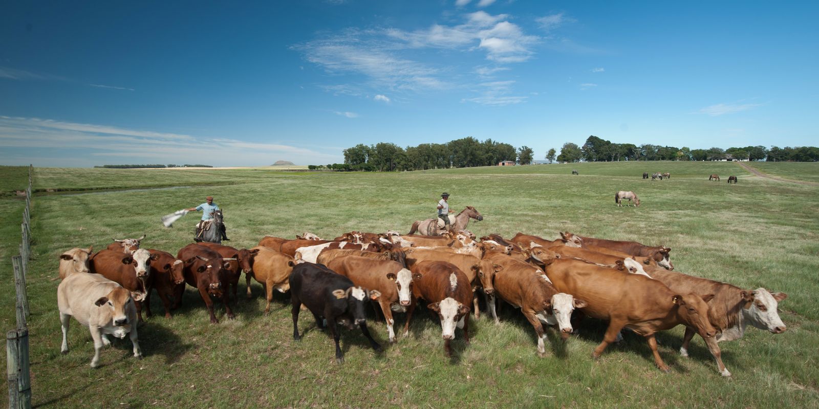 subsidios-da-ue-favorecem-pecuaria-em-detrimento-da-agricultura