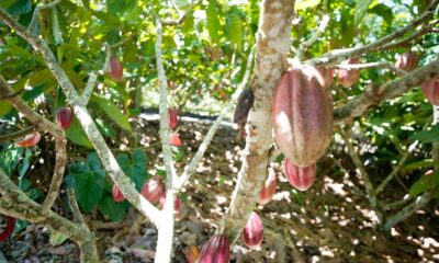 produtoras-de-cafe-e-cacau-contam-como-lidam-com-mudancas-climaticas