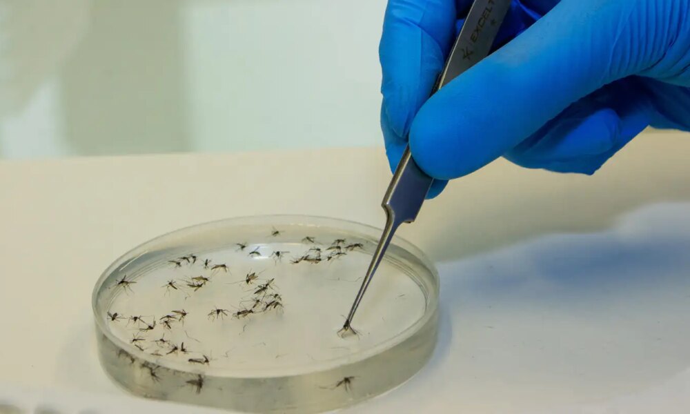 brasil-vai-ampliar-uso-da-bacteria-wolbachia-no-combate-a-dengue