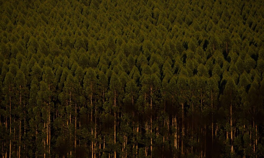 camara-retira-plantacao-de-eucalipto-da-lista-de-atividades-poluidoras