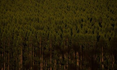 camara-retira-plantacao-de-eucalipto-da-lista-de-atividades-poluidoras