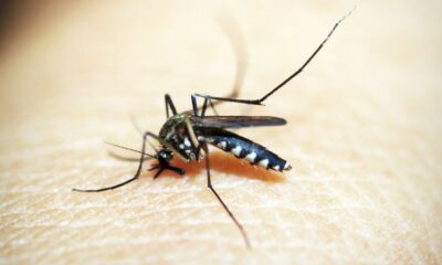 saude-discute-plano-de-enfrentamento-da-dengue