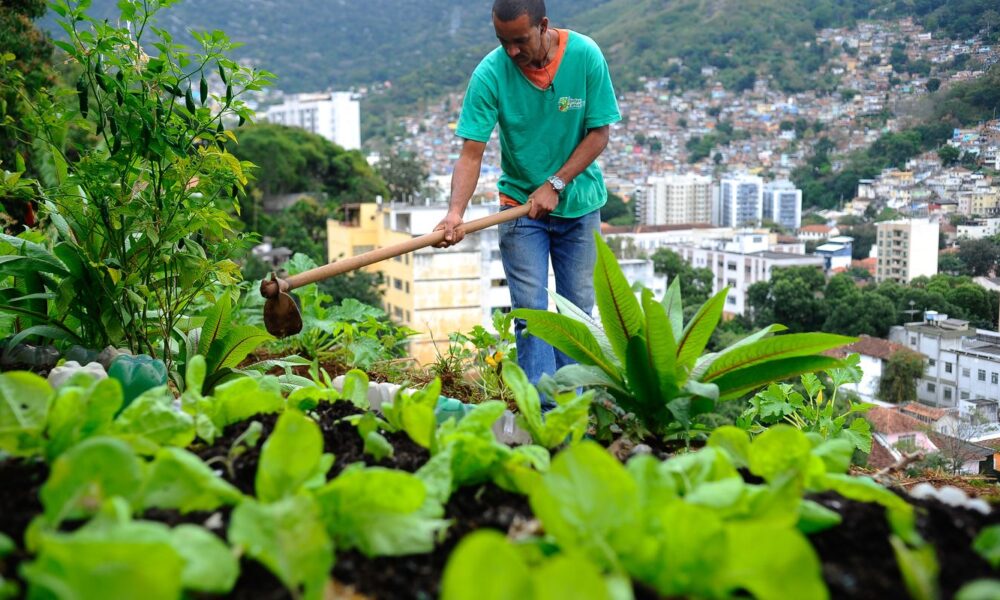 nova-lei-pretende-estimular-a-producao-de-alimentos-nas-cidades