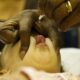 polio:-oms-vacinara-600-mil-criancas-com-menos-de-8-anos-em-gaza