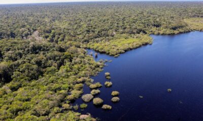 petrobras-e-bndes-fazem-parceria-para-restauracao-na-amazonia