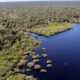 petrobras-e-bndes-fazem-parceria-para-restauracao-na-amazonia