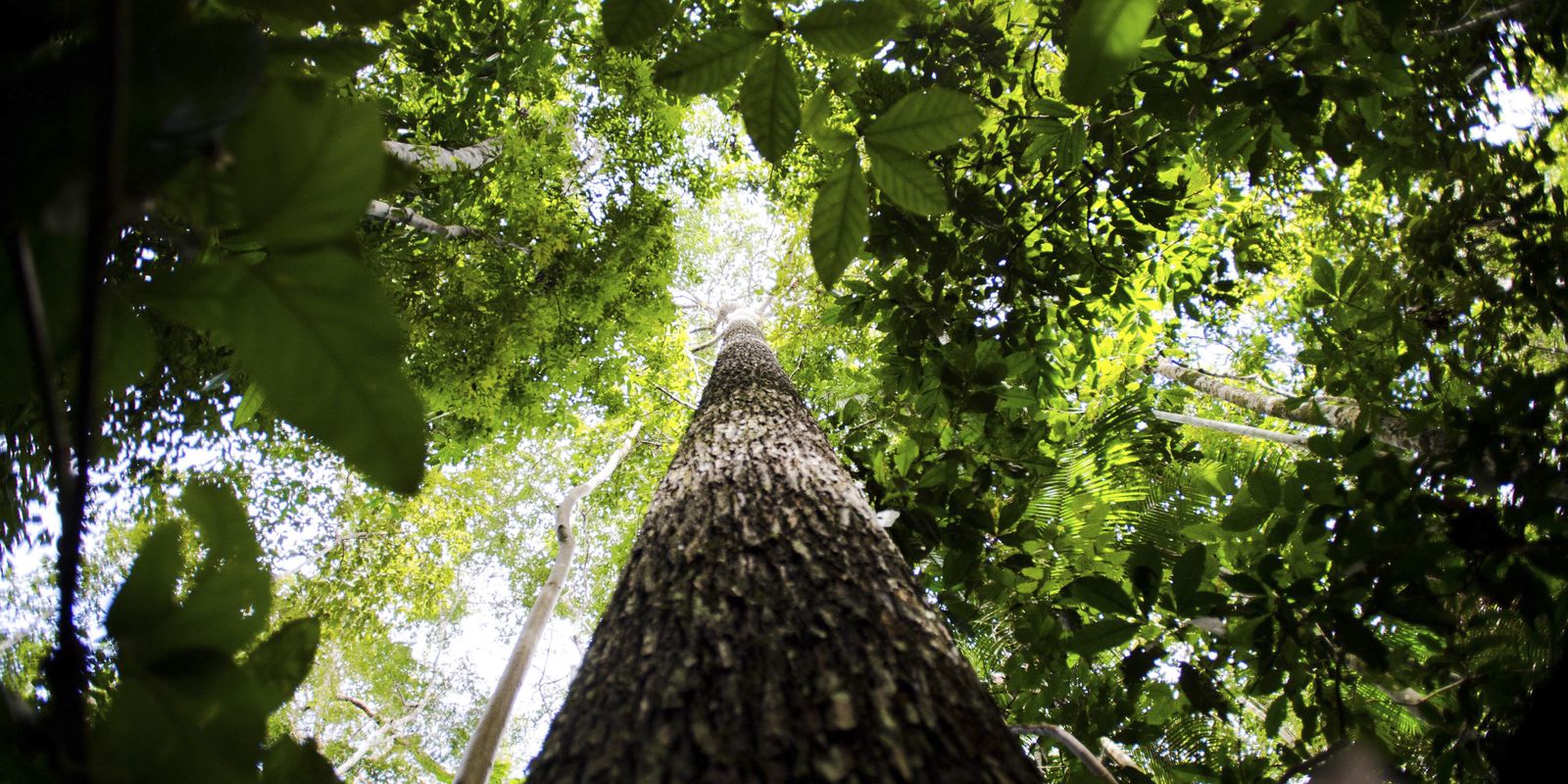 cnj-abre-semana-nacional-de-regularizacao-fundiaria-na-amazonia