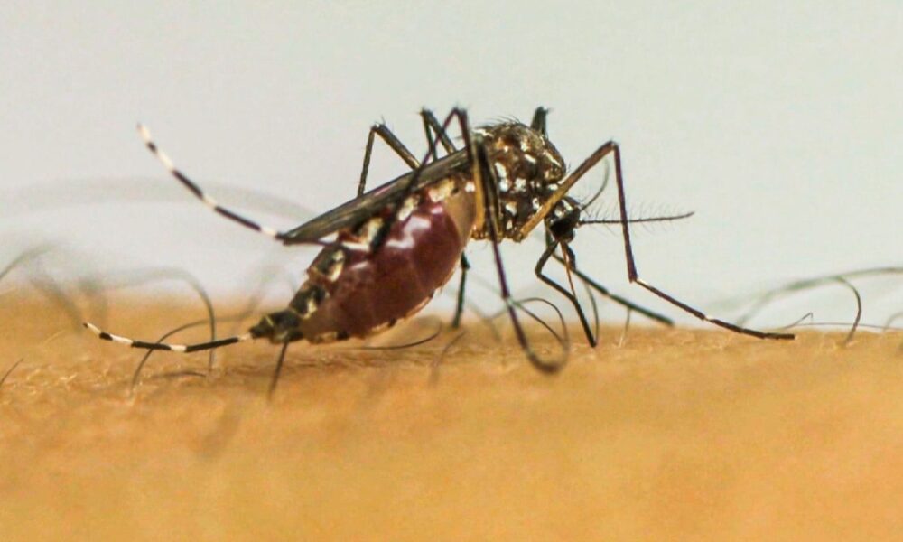 dengue:-sao-jose-do-rio-preto-tera-ajuda-do-ministerio-da-saude