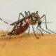 dengue:-sao-jose-do-rio-preto-tera-ajuda-do-ministerio-da-saude