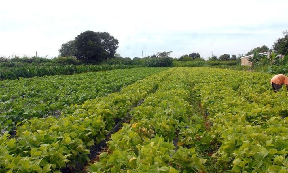 cmn-prorroga-parcelas-de-credito-rural-a-afetados-por-seca-no-nordeste