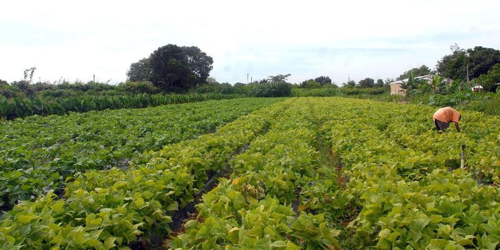 cmn-prorroga-parcelas-de-credito-rural-a-afetados-por-seca-no-nordeste